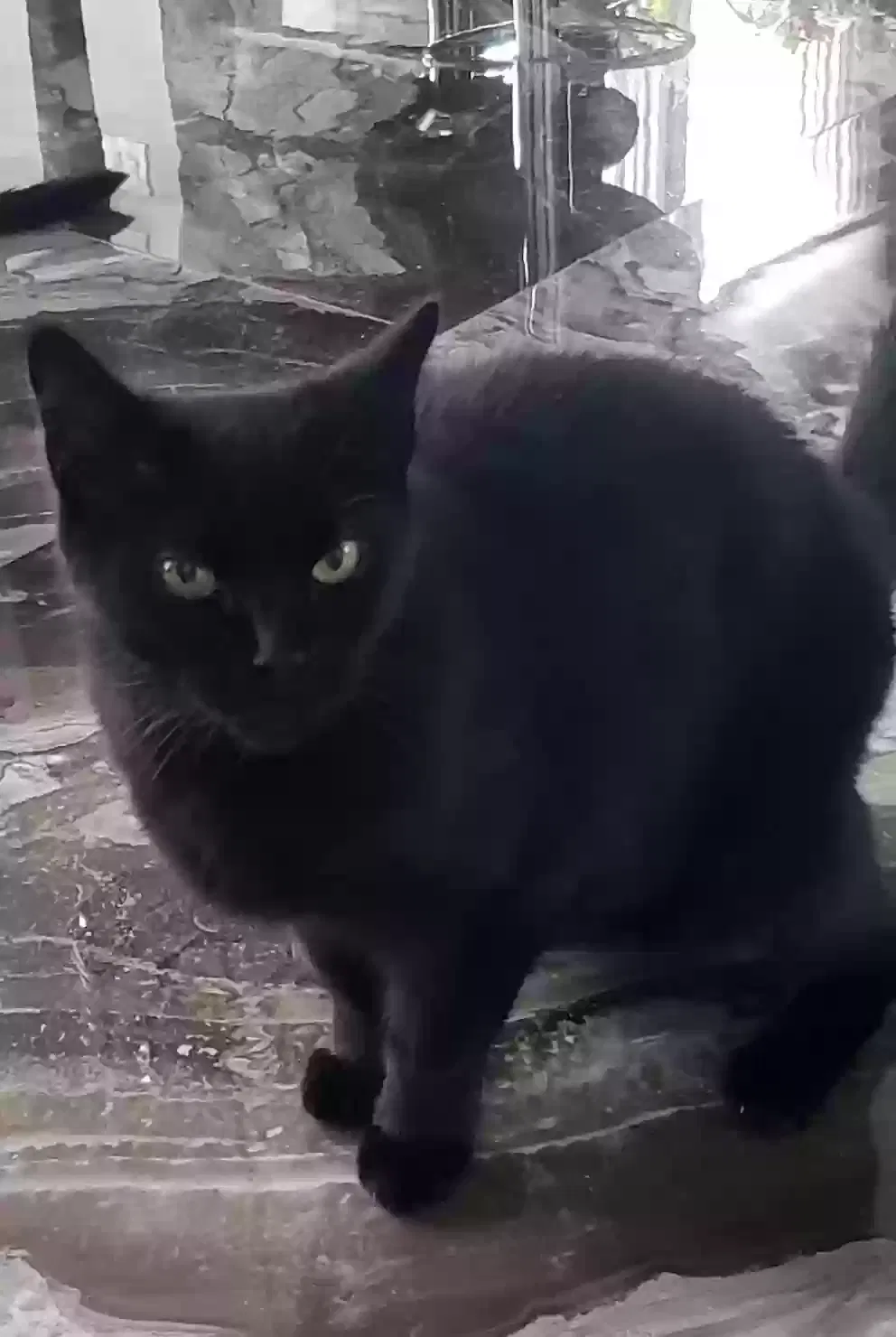 Lost cat in Ringoes, NJ, 8551