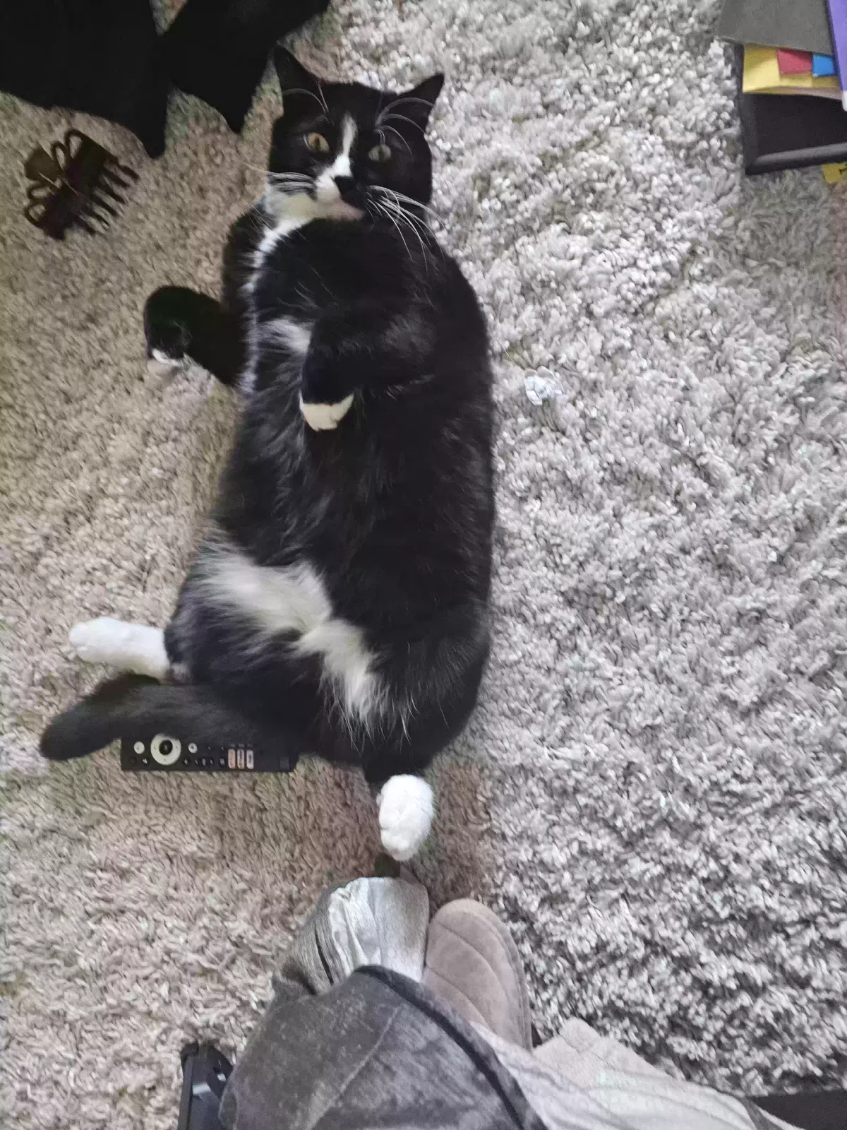 Lost cat in Scottsdale, AZ, 85258