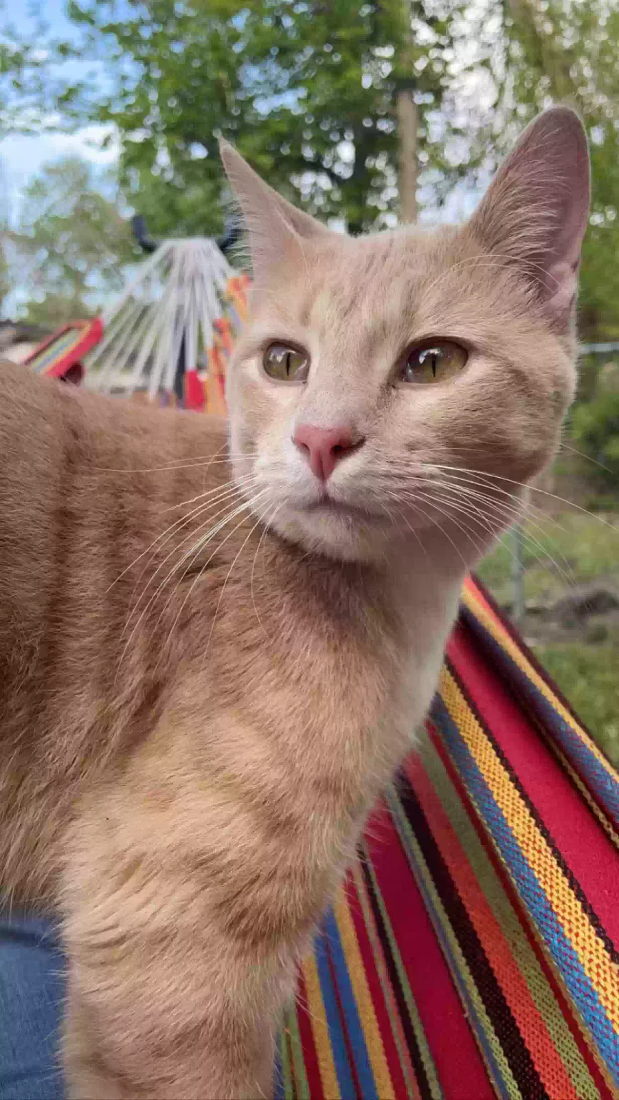 Lost cat in Haysville, KS, 67060