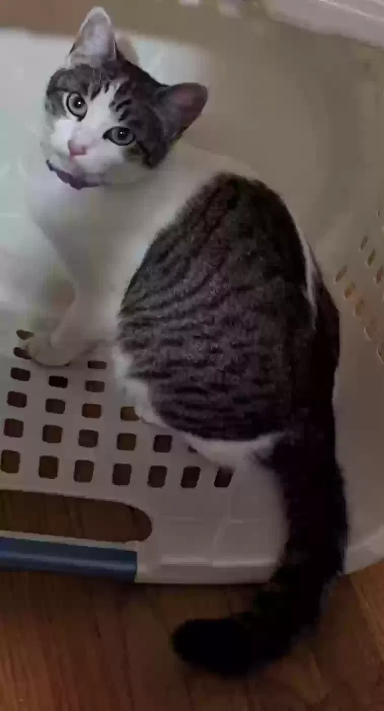 Lost cat in Imperial Beach, CA, 91932