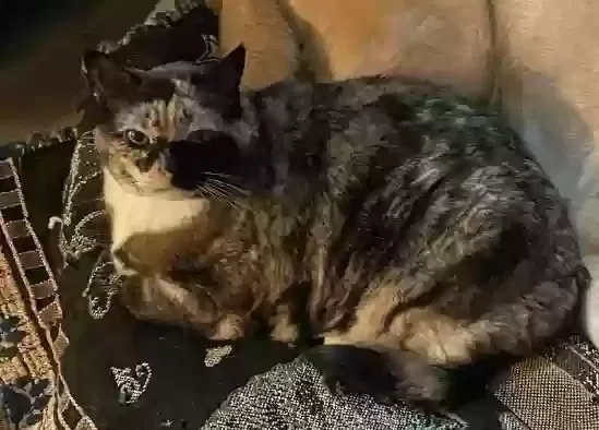 Lost cat in Lawrenceville, GA, 30045