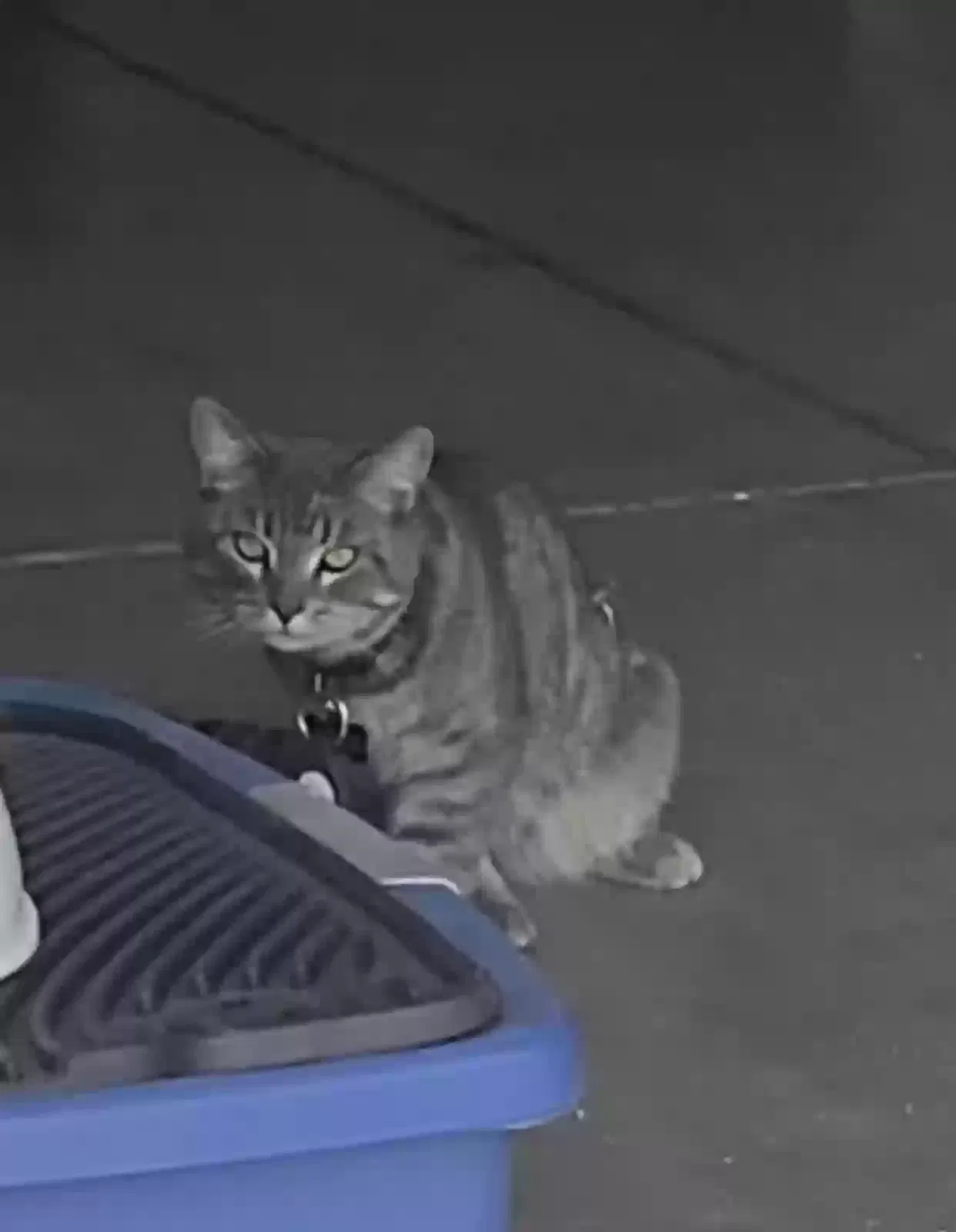 Lost cat in San Bernardino, CA, 92407