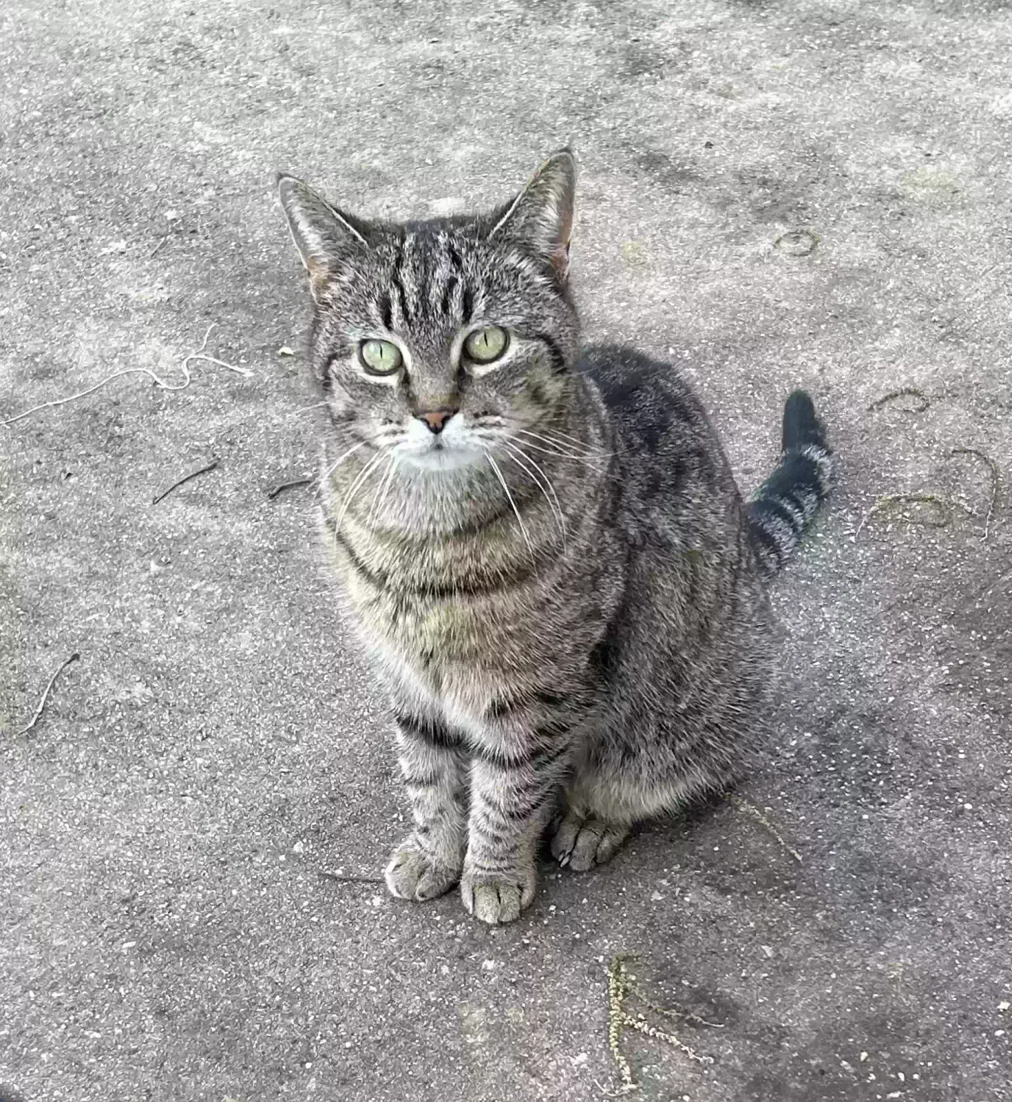 Lost cat in Hazel Green, AL, 35750