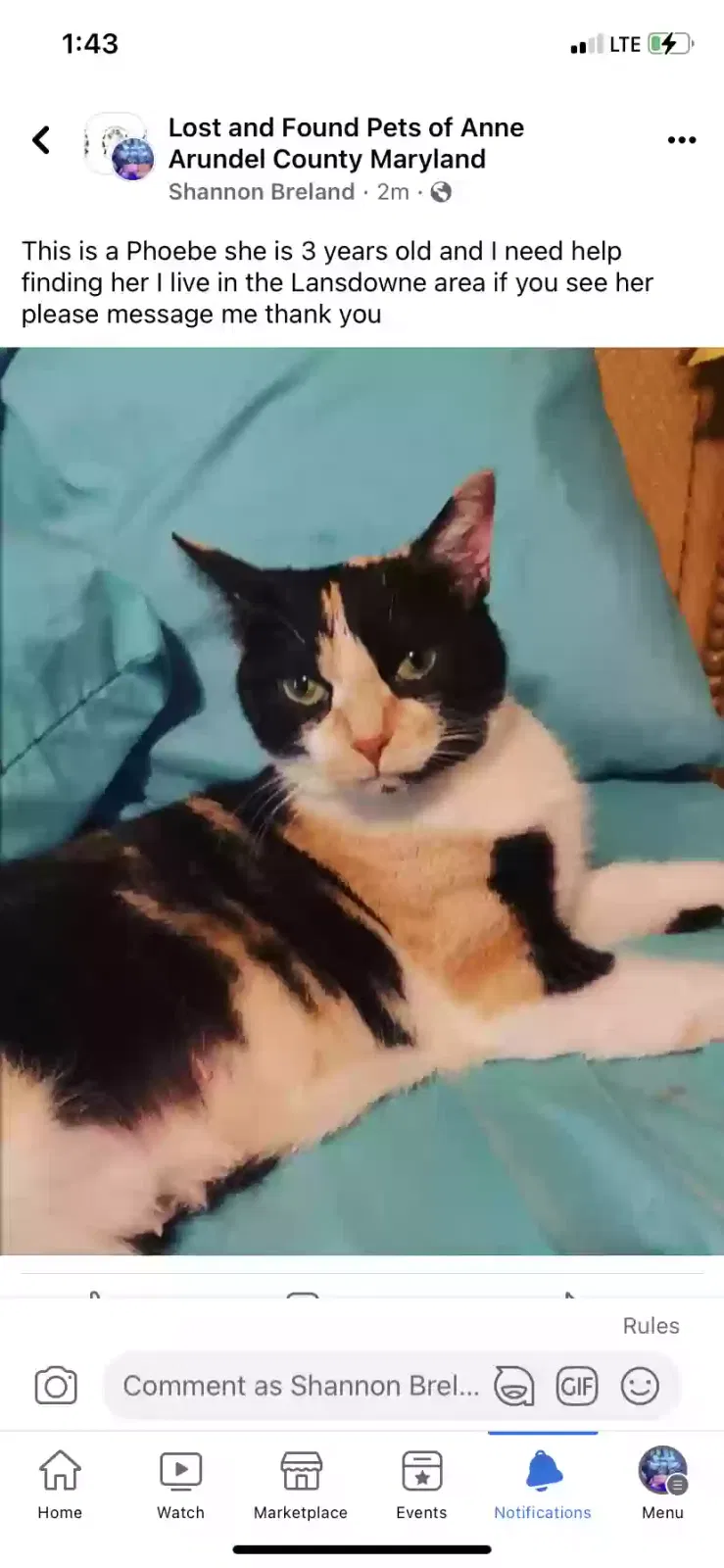 Lost cat in Halethorpe, MD, 21227