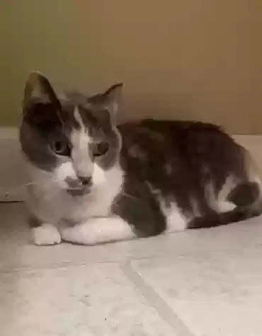Found cat in Indianapolis, IN, 46239
