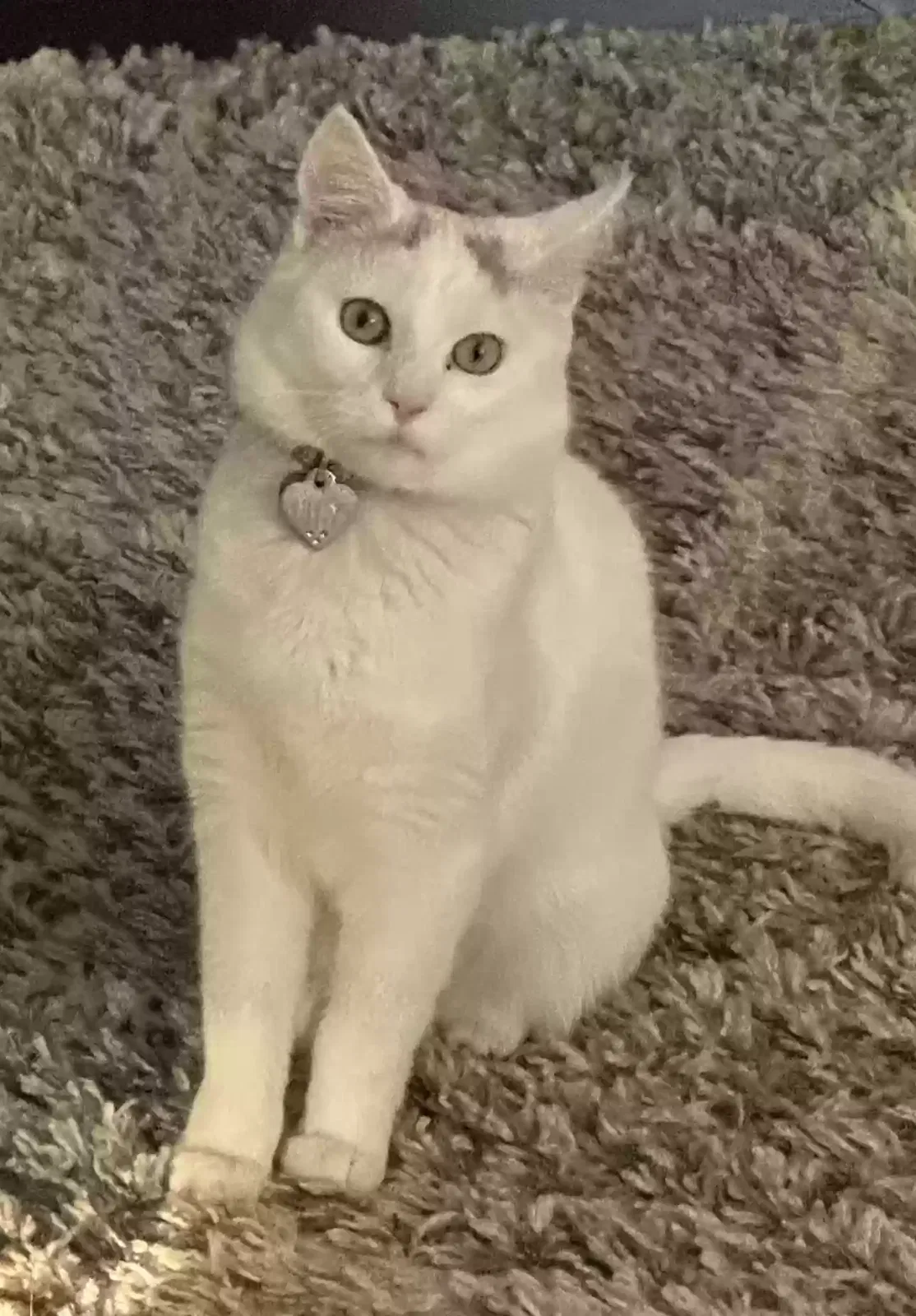Lost cat in Palmetto, GA, 30268
