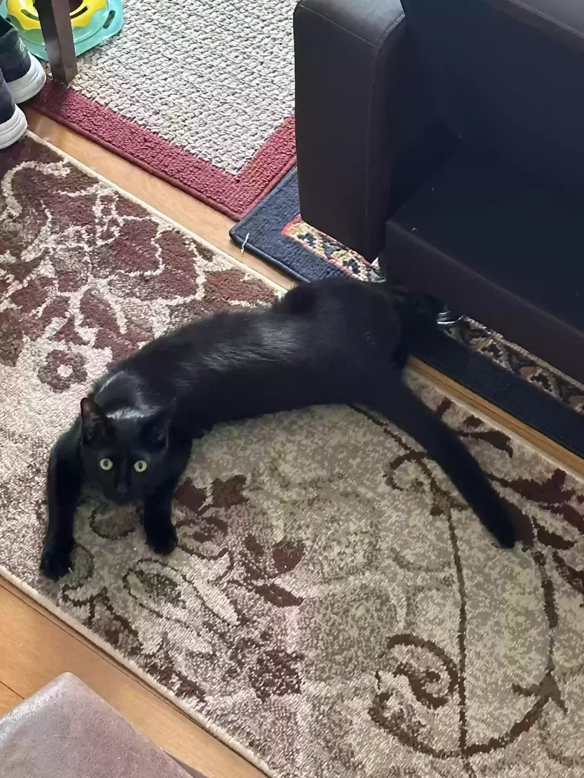 Lost cat in Kearny, NJ, 7032