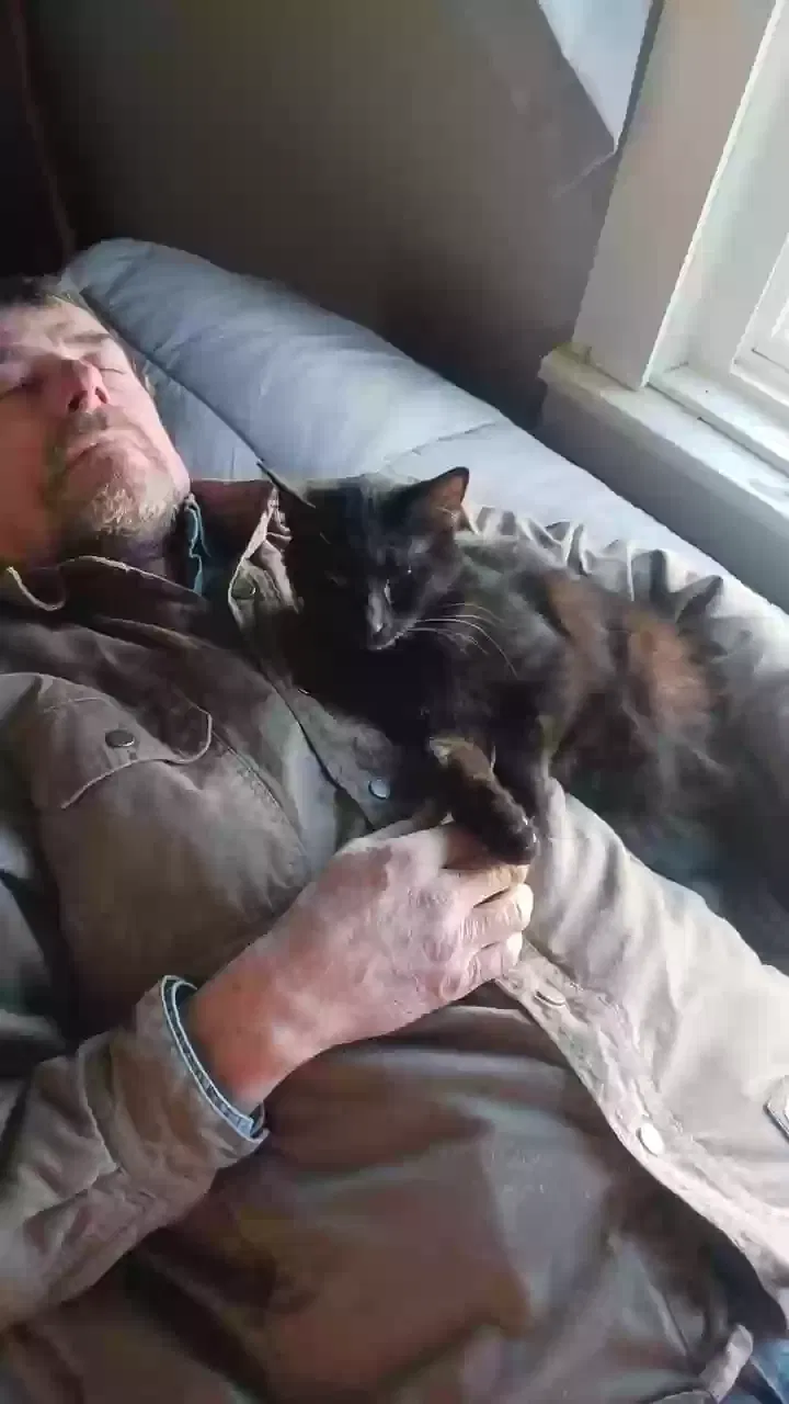 Lost cat in Elkhart, IN, 46516