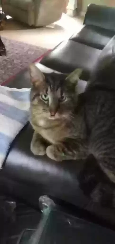 Found cat in Shelbyville, KY, 40065