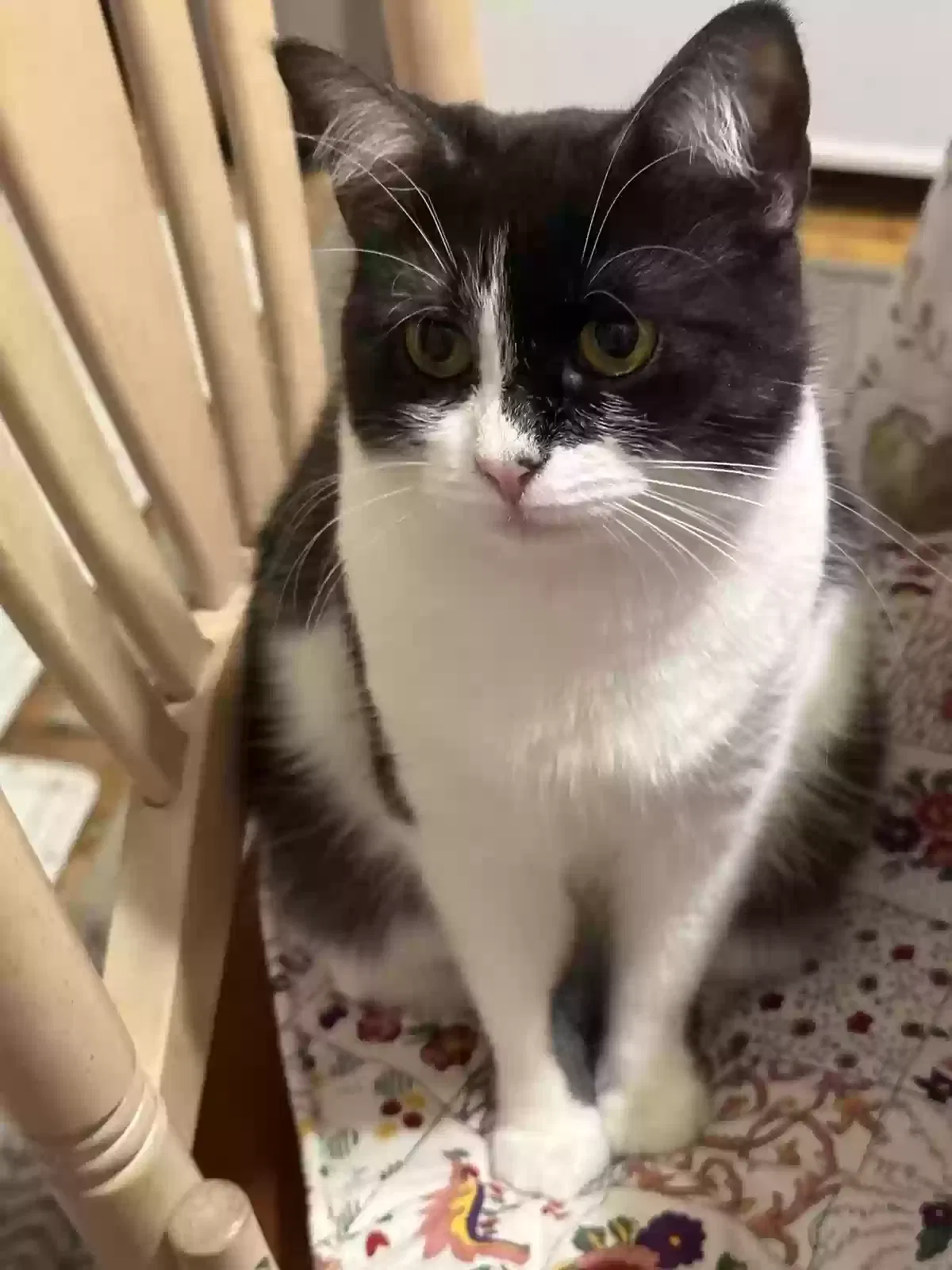 Lost cat in Chicago, IL, 60622