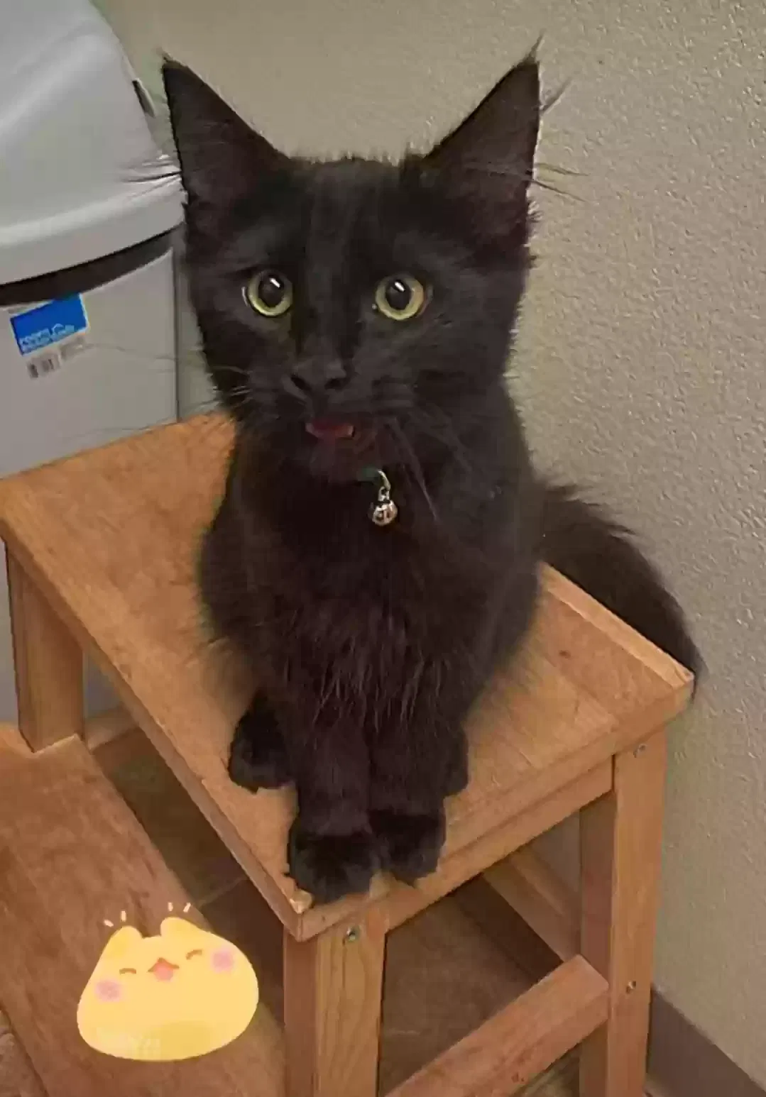 Lost cat in Gresham, OR, 97030