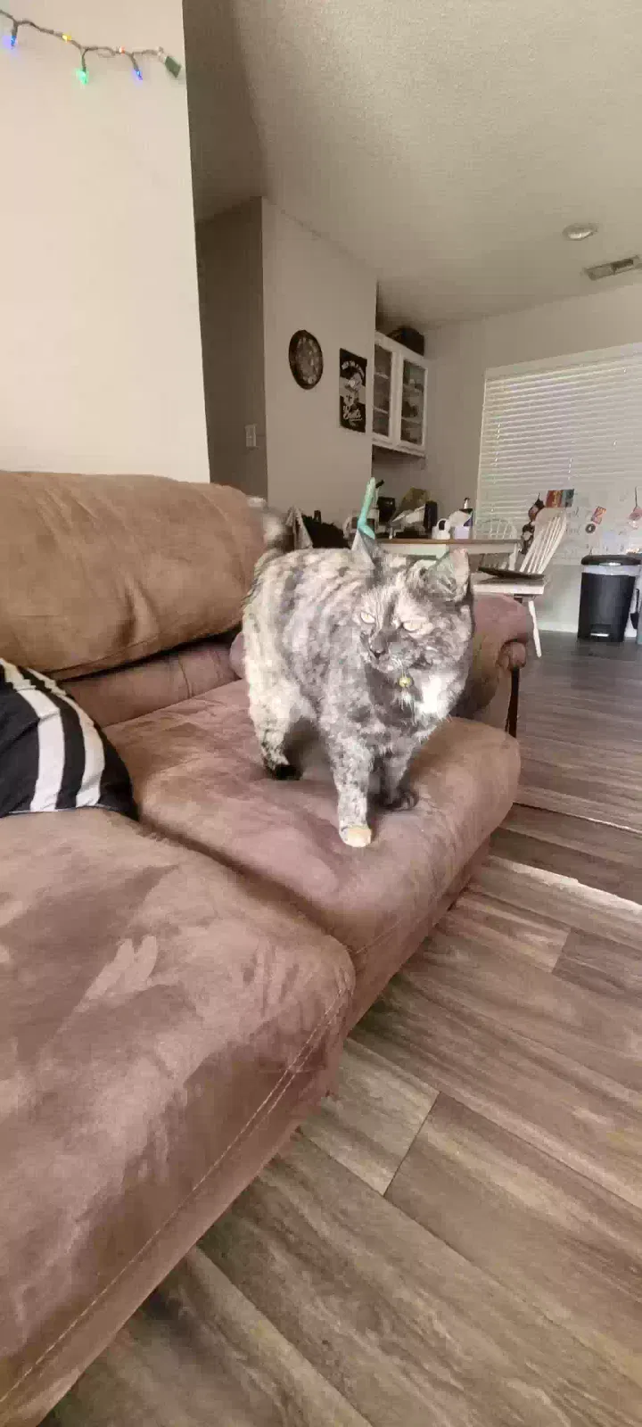 Lost cat in San Antonio, TX, 78216