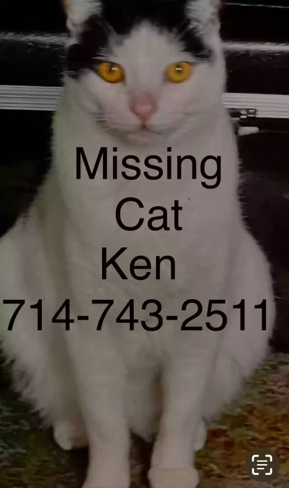 Lost cat in Los Angeles, CA, 90066