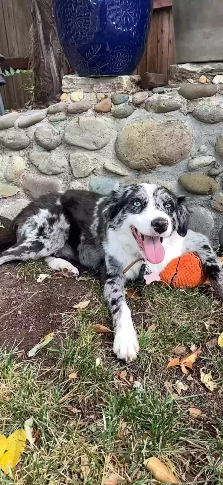 Lost dog in Rapid City, SD, 57703