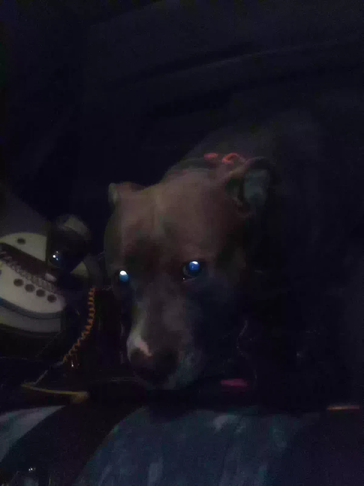 Lost dog in Oklahoma City, OK, 73112