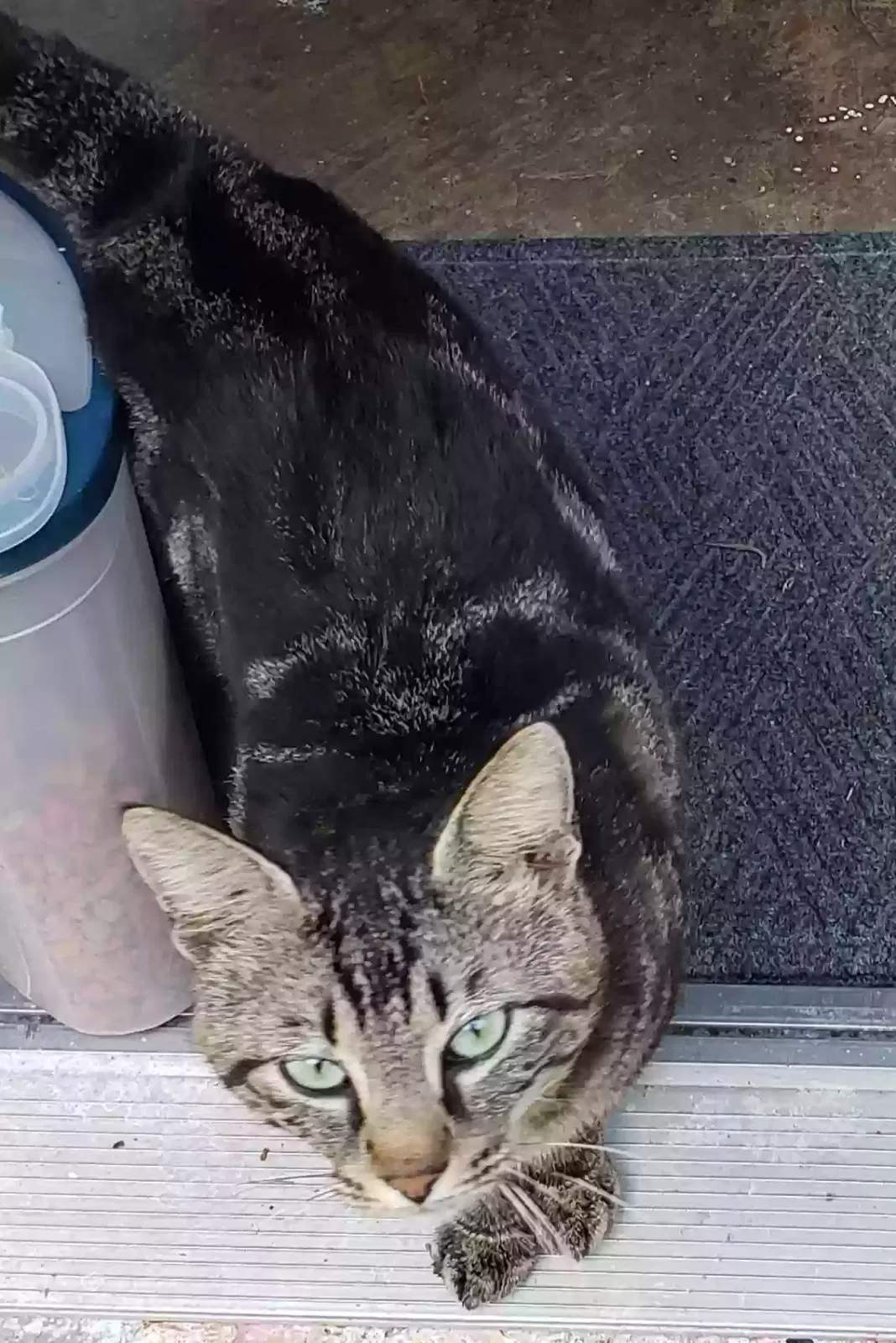 Found cat in Pearl River, LA, 70452