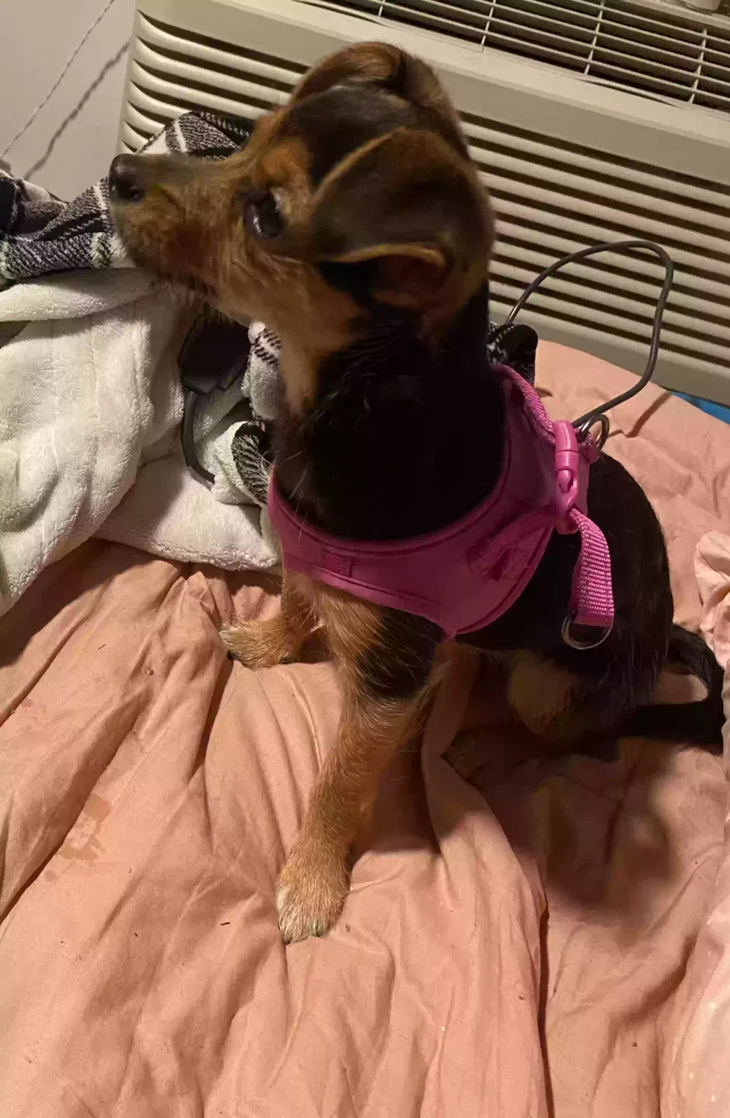 Lost dog in Minneapolis, MN, 55407