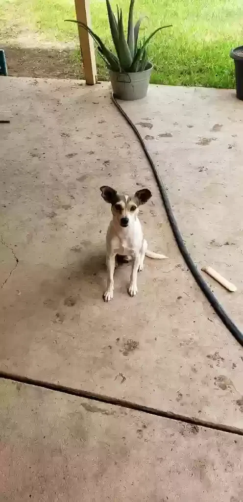 Lost dog in Aubrey, TX, 76227