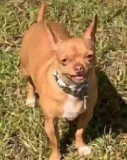 Lost dog in Foley, AL, 36536