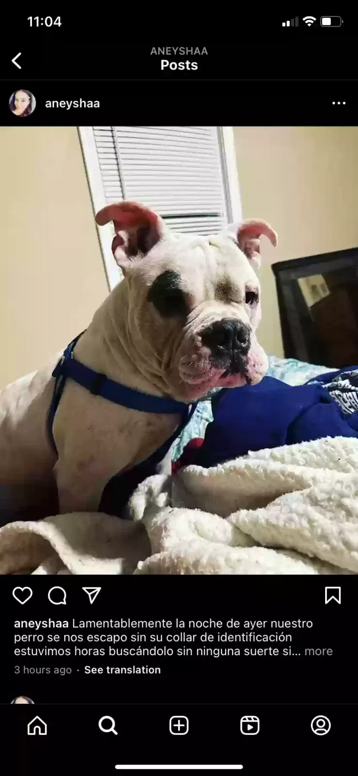 Lost dog in Hartford, CT, 6120