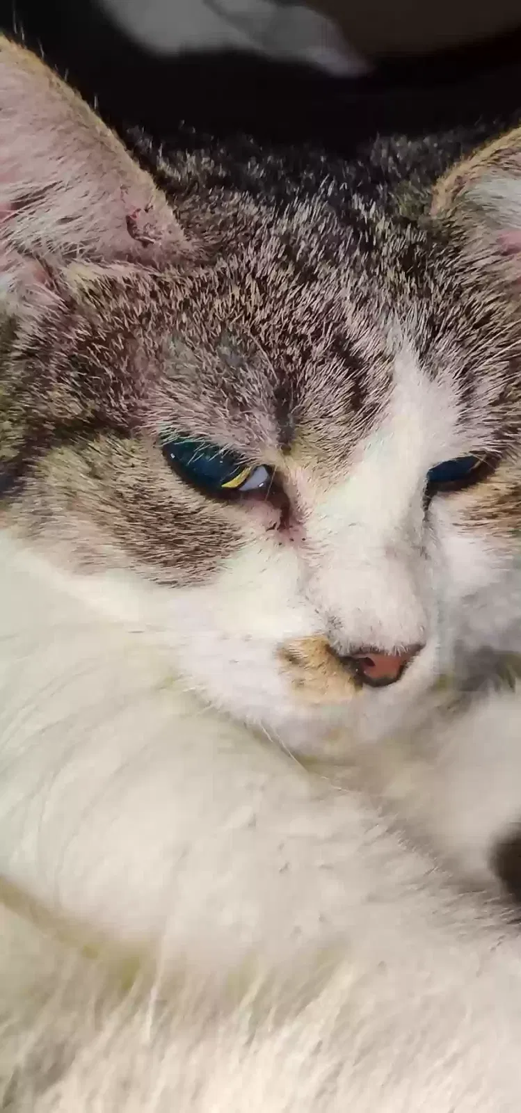 Lost cat in Trenton, MI, 48183