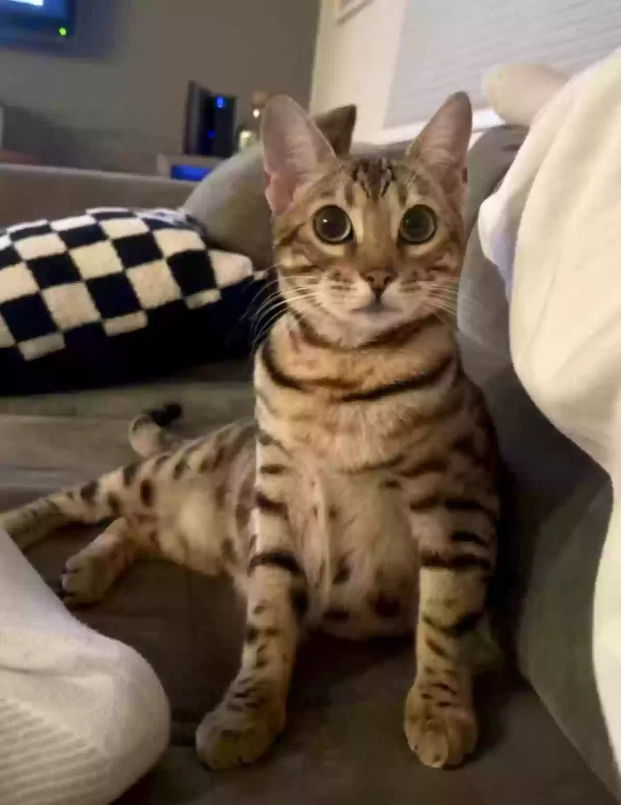 Lost cat in San Diego, CA, 92109