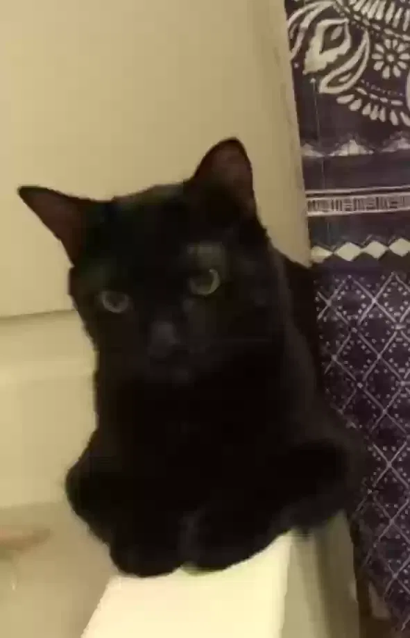 Lost cat in Saint Francis, WI, 53235