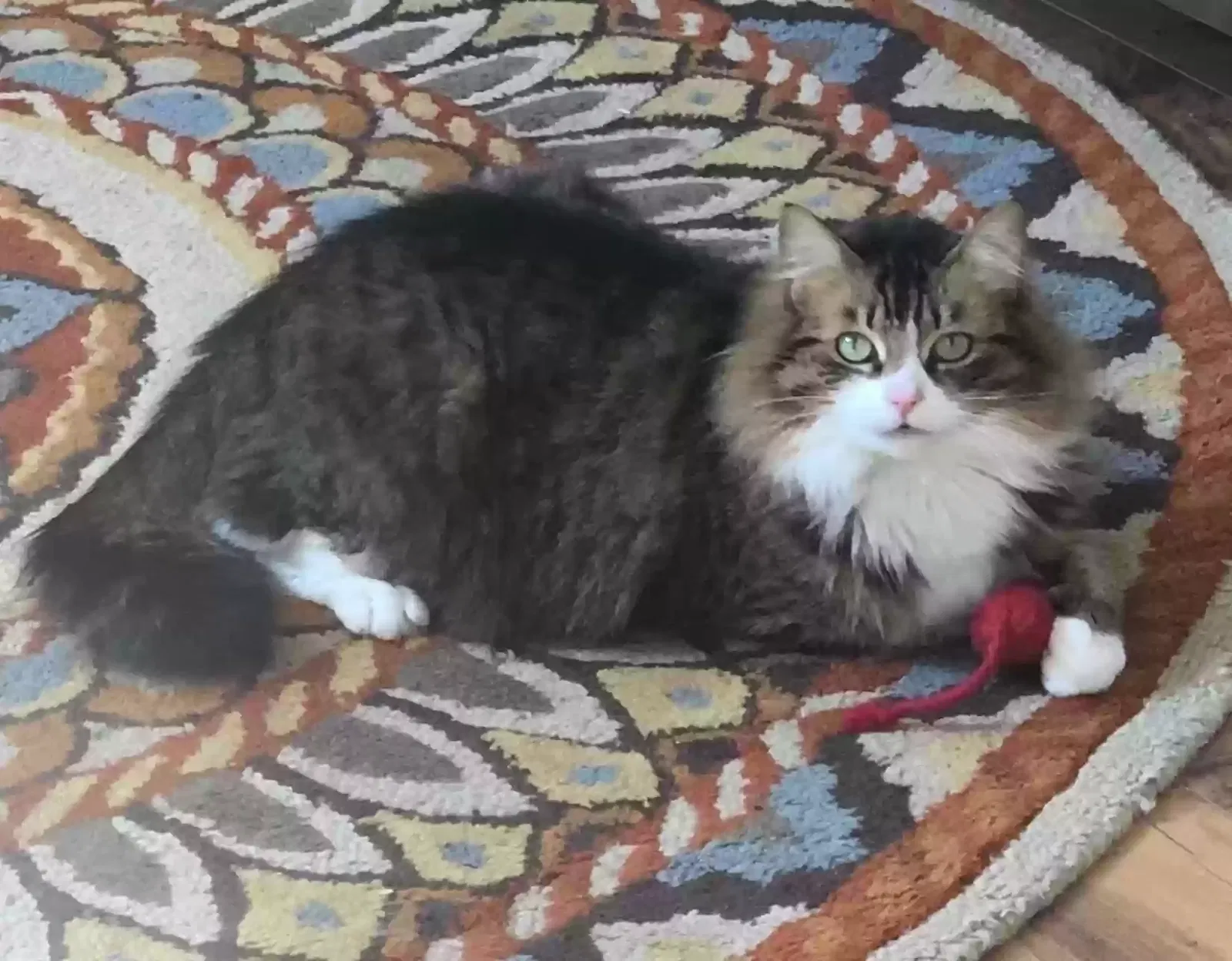 Lost cat in Tacoma, WA, 98408