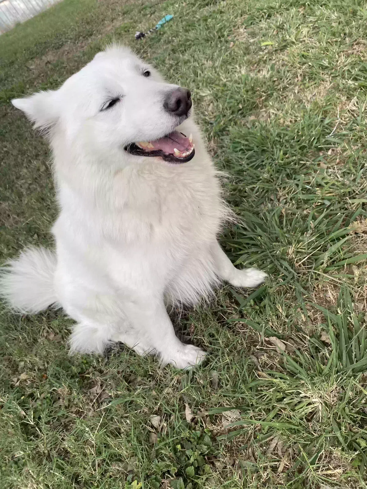 Lost dog in Brownsville, TX, 78521