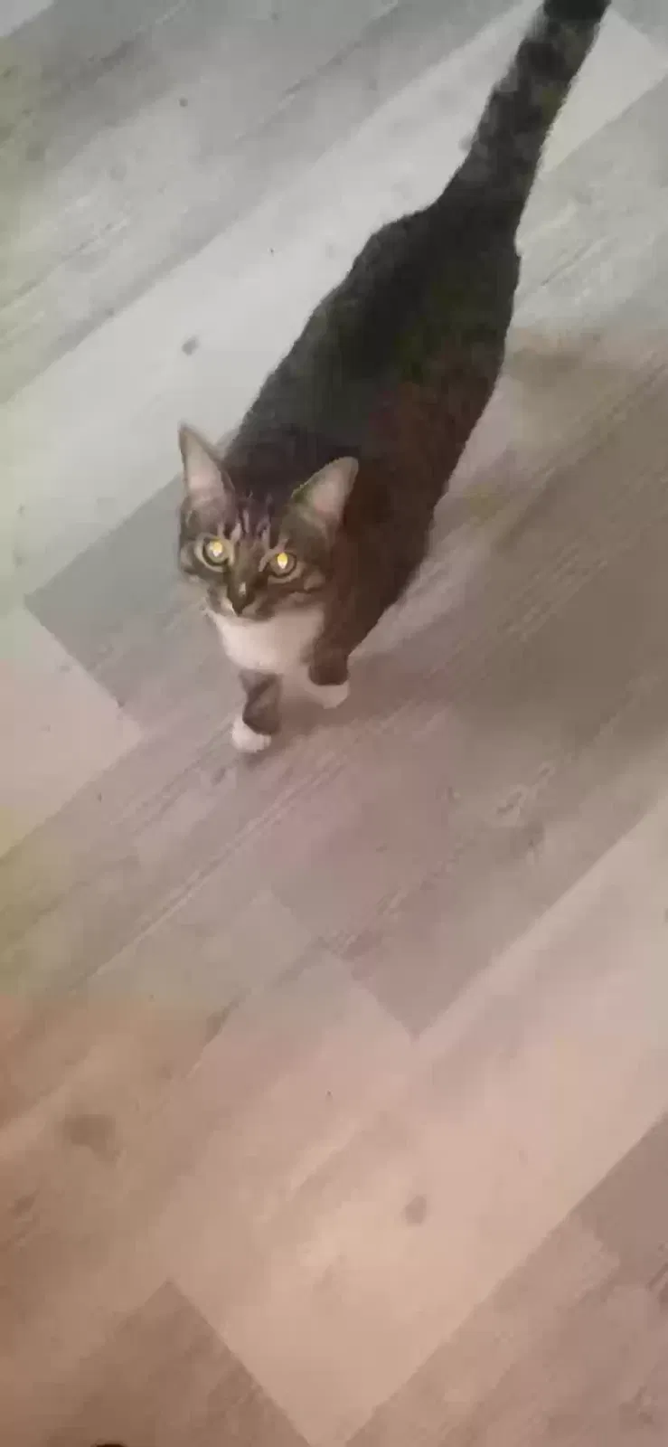 Lost cat in New Haven, CT, 6515