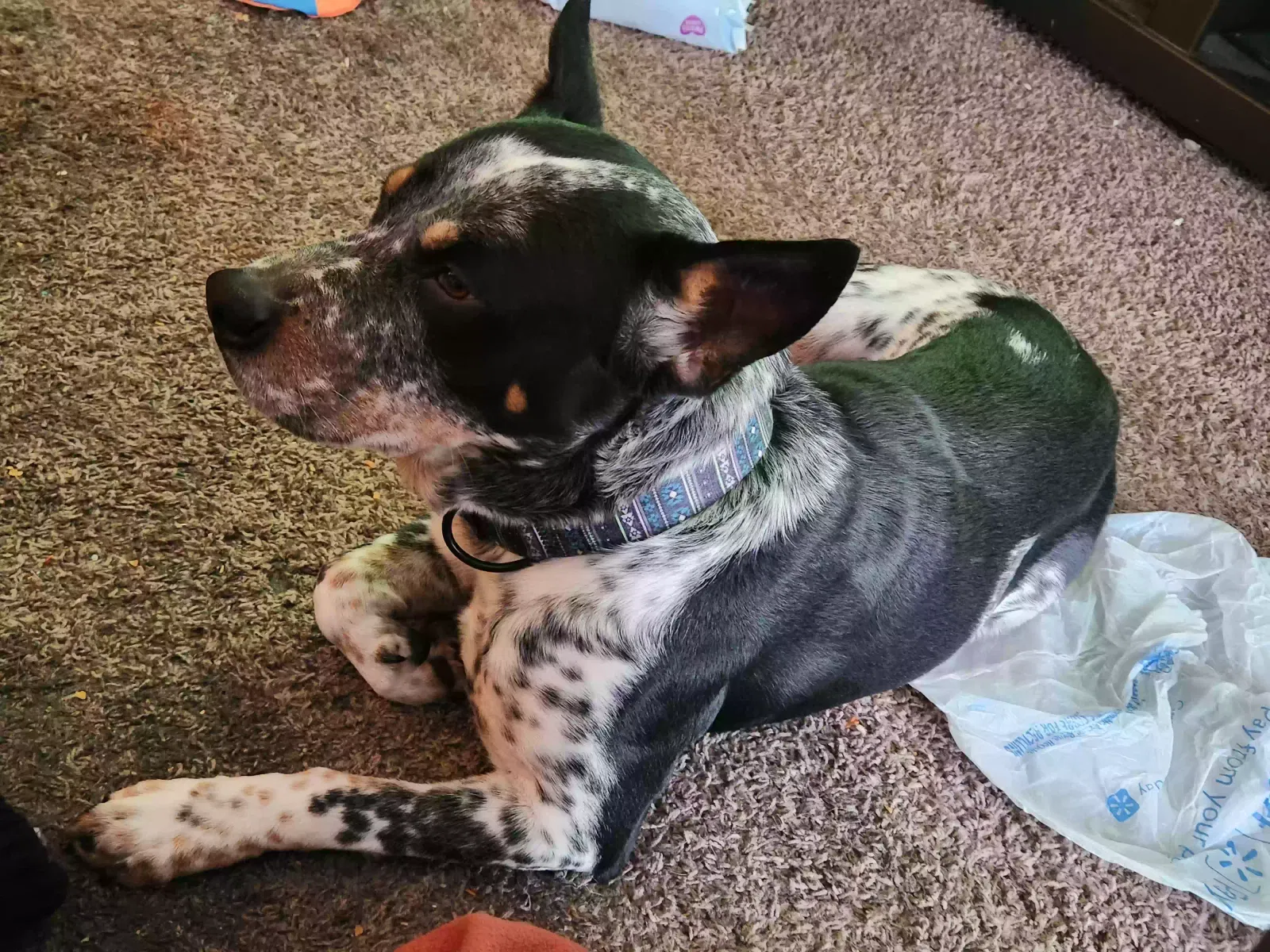 Lost dog in Muskogee, OK, 74403