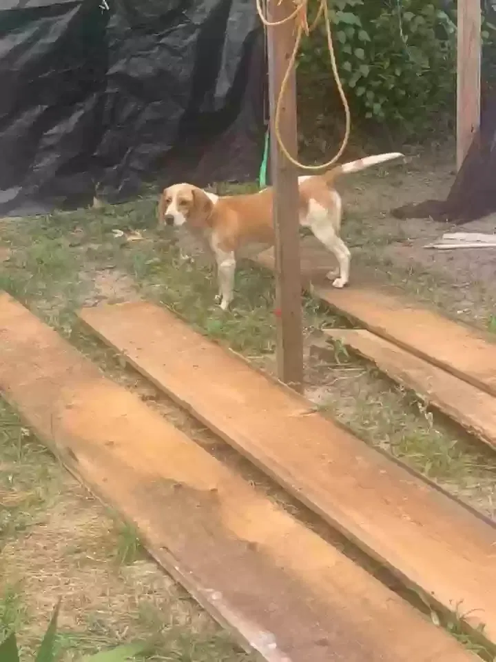 Lost dog in Augusta, GA, 30906