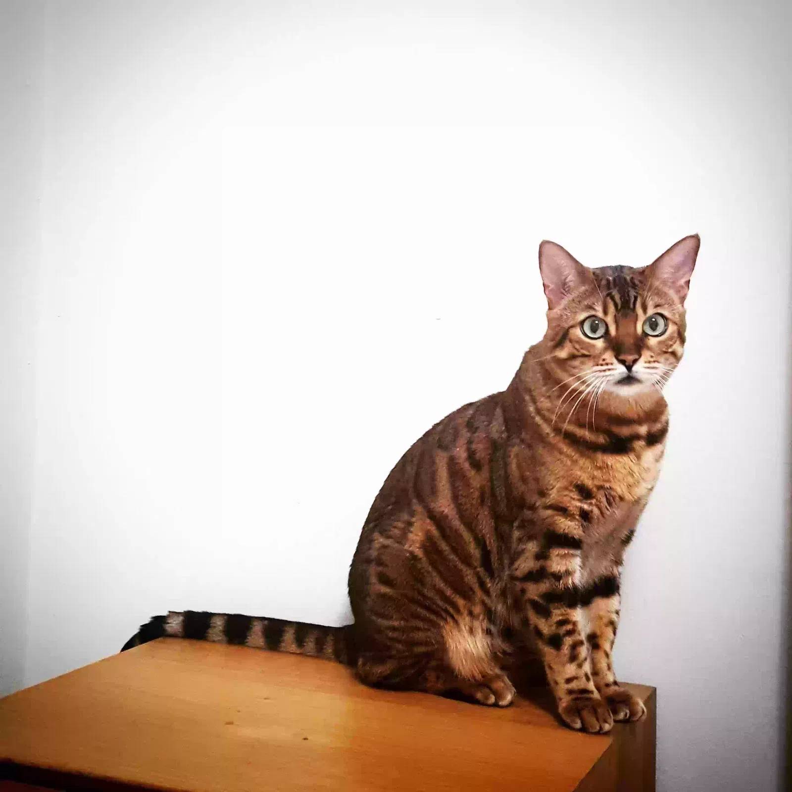 Lost cat in Oakland, CA, 94611