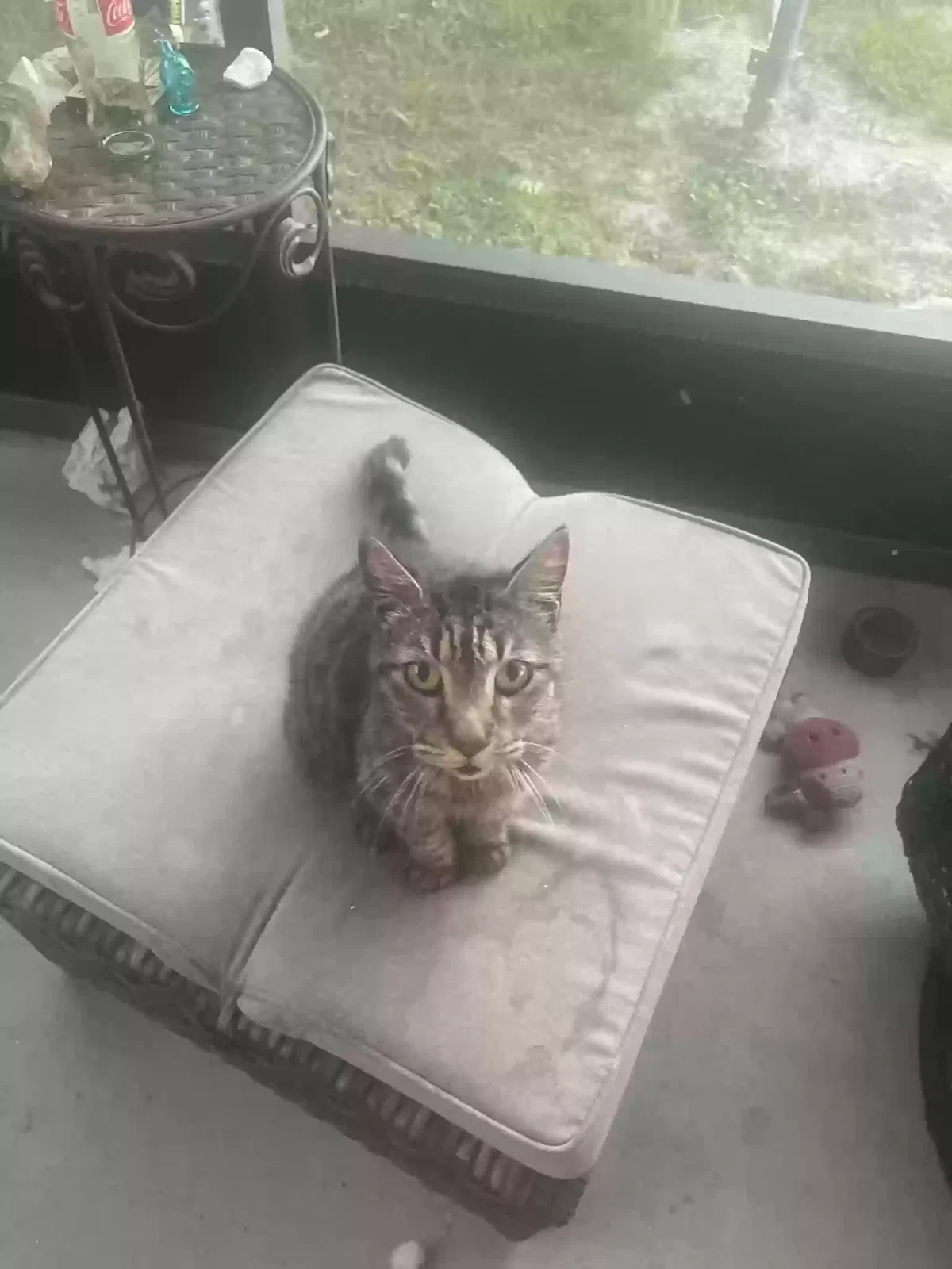 Lost cat in Deland, FL, 32724