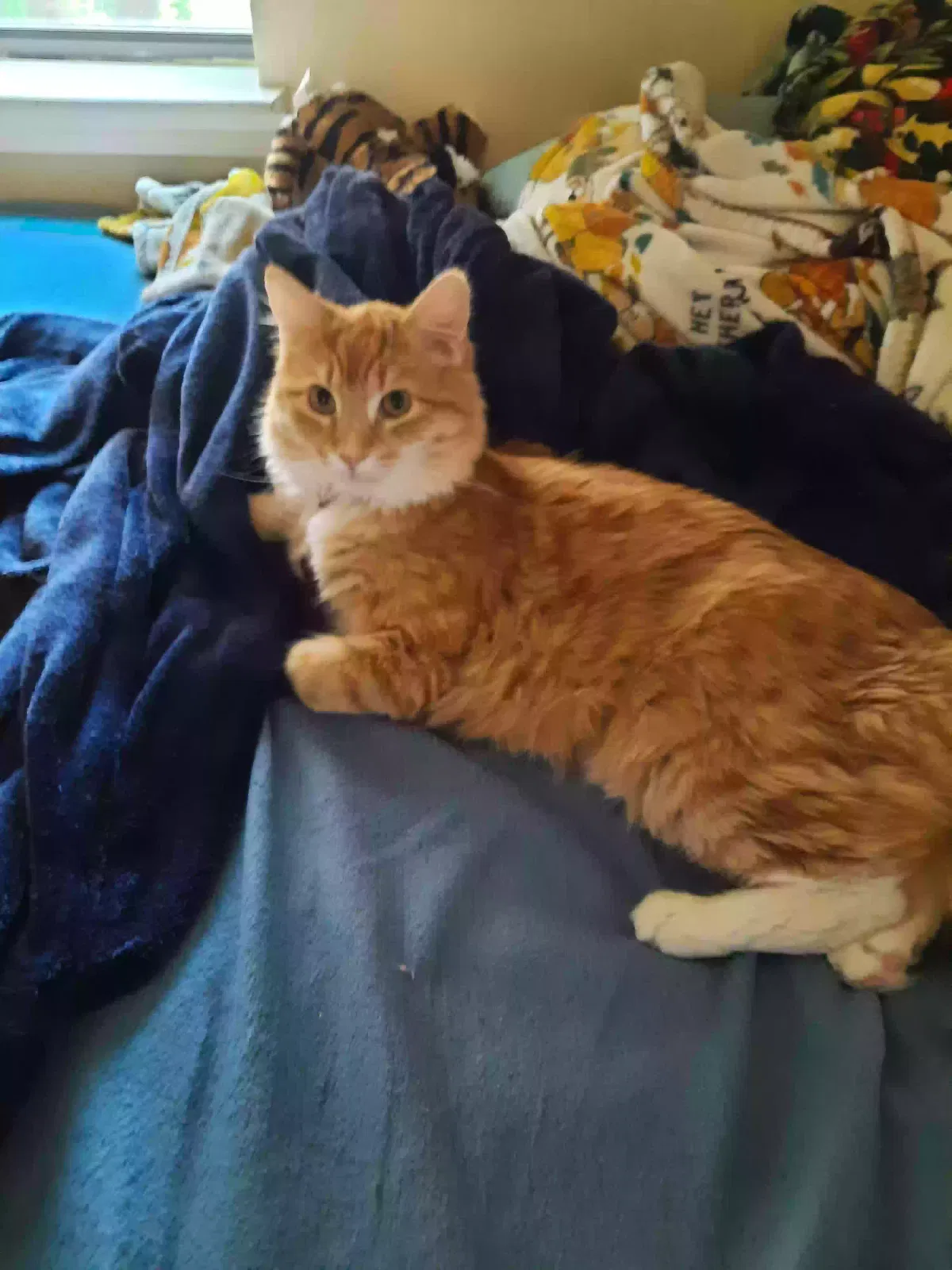 Lost cat in Argyle, TX, 76226