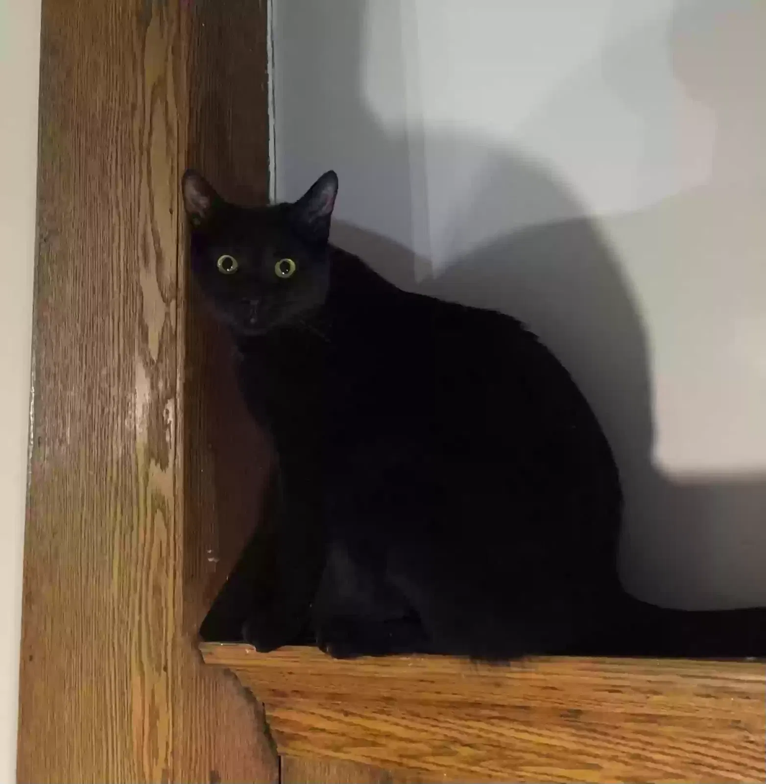 Lost cat in Detroit, MI, 48214