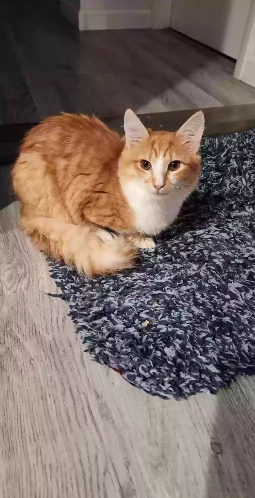 Lost cat in Gainesville, FL, 32641