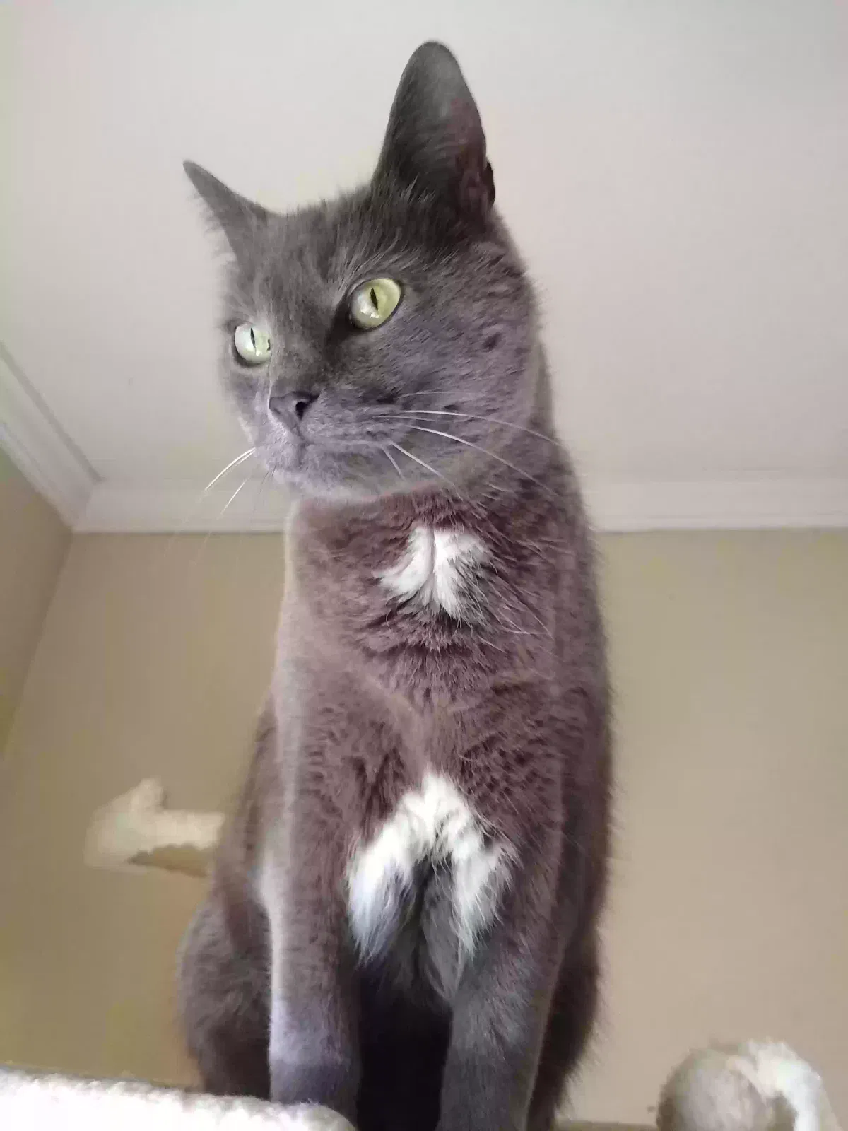 Lost cat in Lillington, NC, 27546
