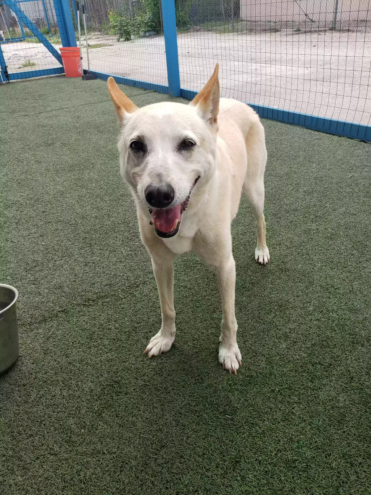 Lost dog in San Antonio, TX, 78227