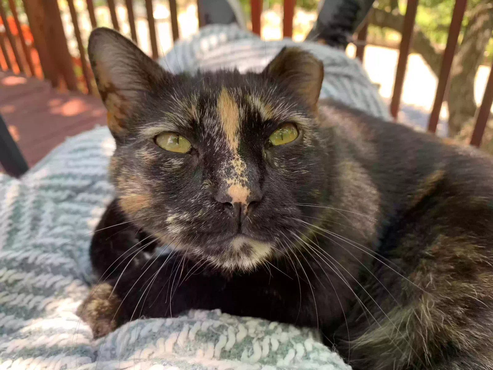 Lost cat in Austin, TX, 78745