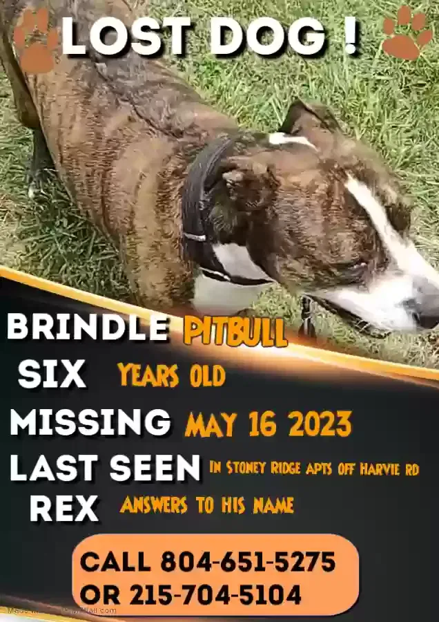 Lost dog in Richmond, VA, 23223