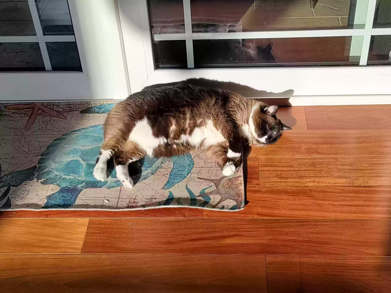 Lost cat in New Port Richey, FL, 34654