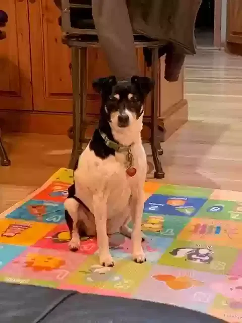 Lost dog in Vandalia, MI, 49095