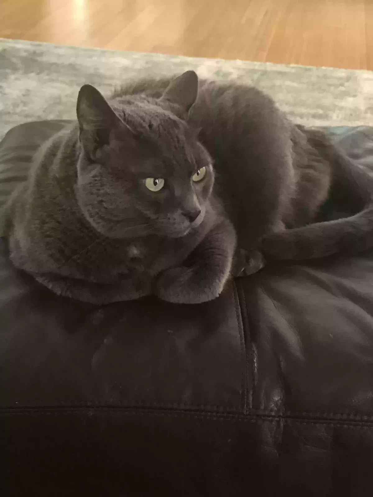 Lost cat in Safety Harbor, FL, 34695