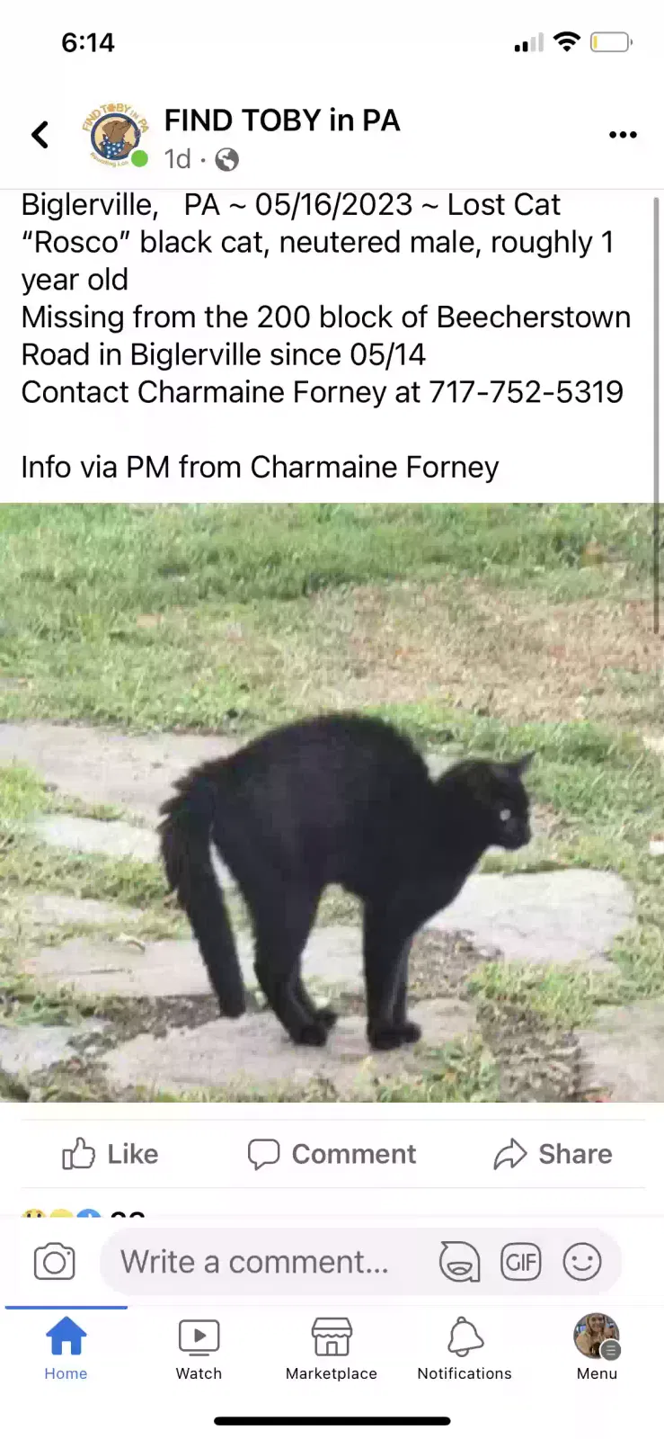 Lost cat in Biglerville, PA, 17307
