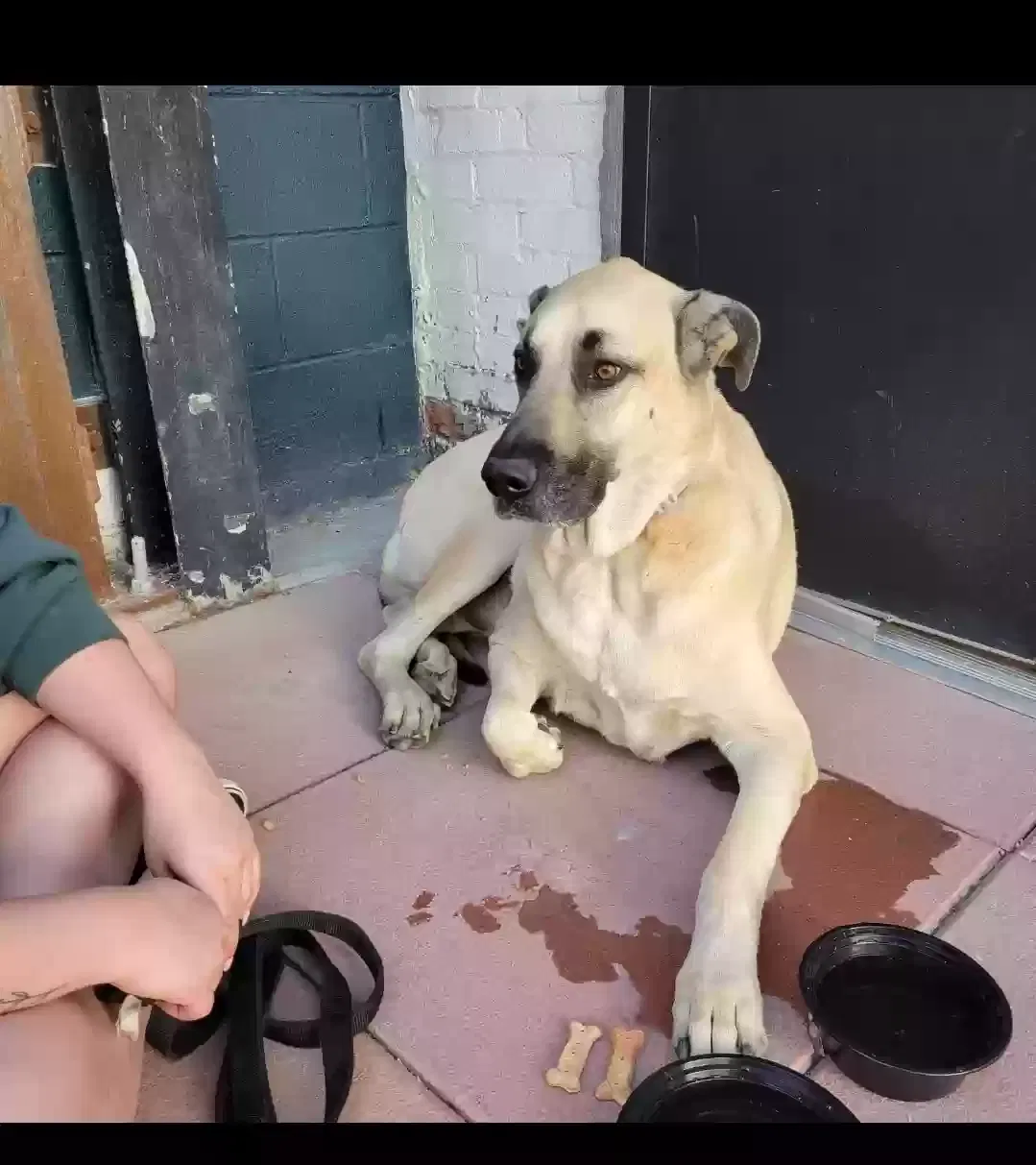 Found dog in Salt Lake City, UT, 84101