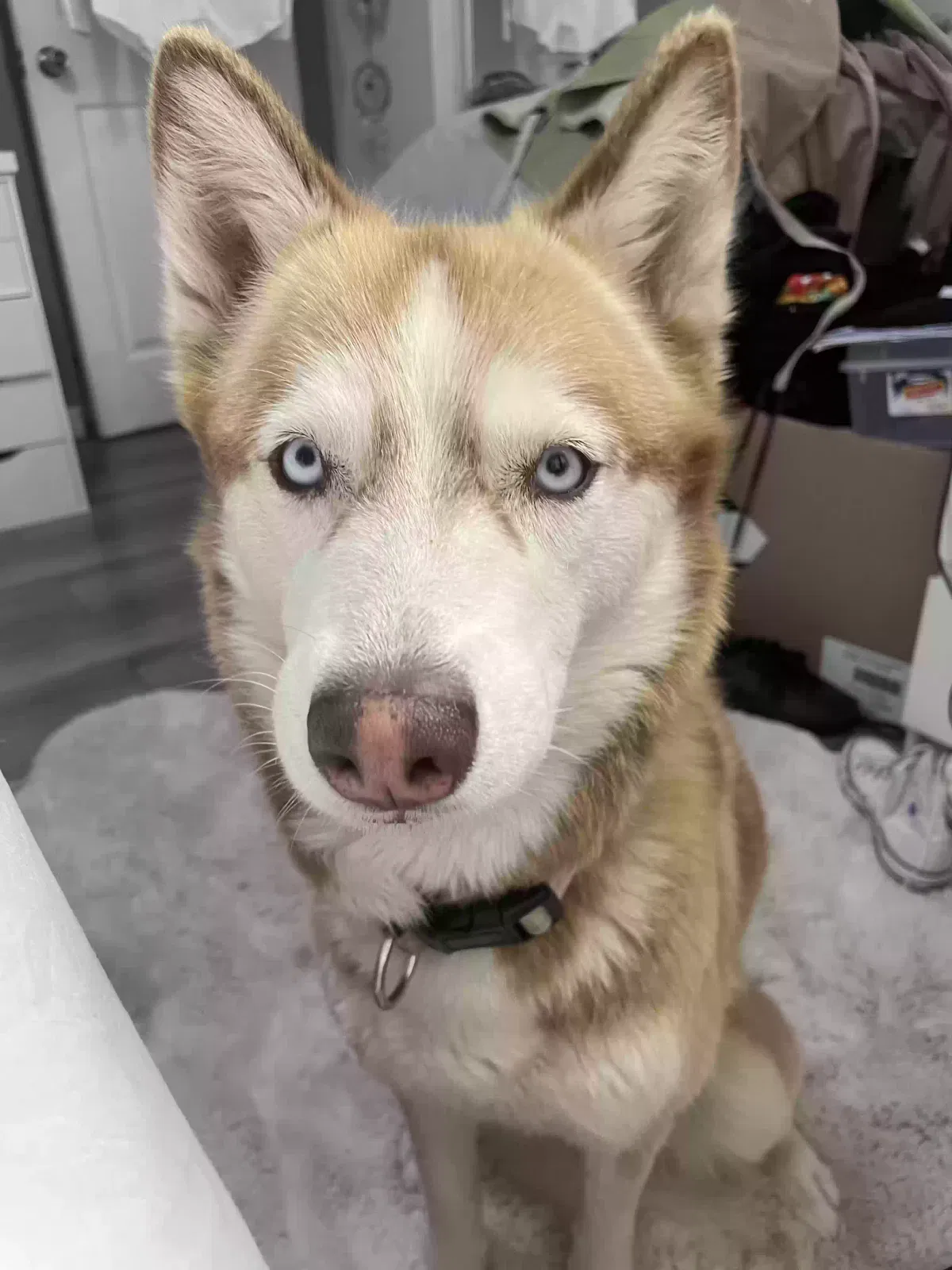 Lost dog in Riverside, CA, 92504