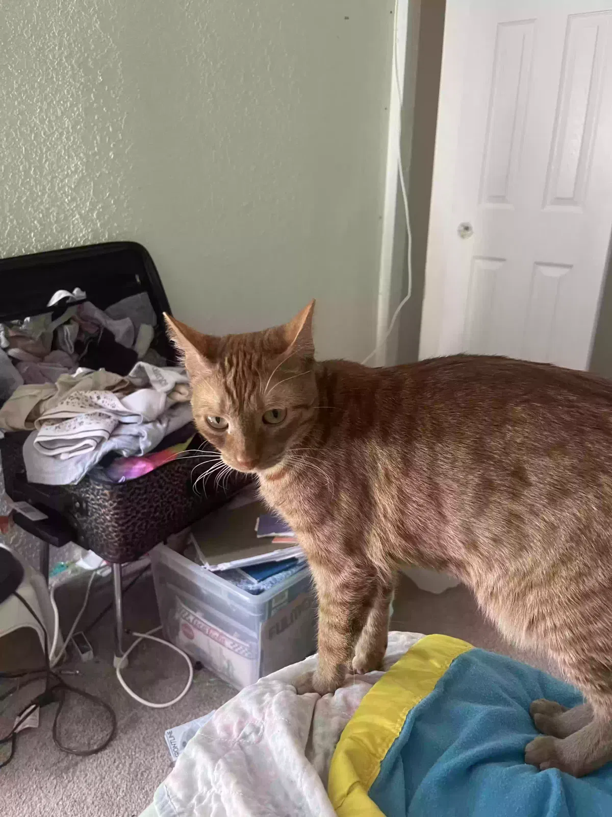 Lost cat in Torrance, CA, 90501