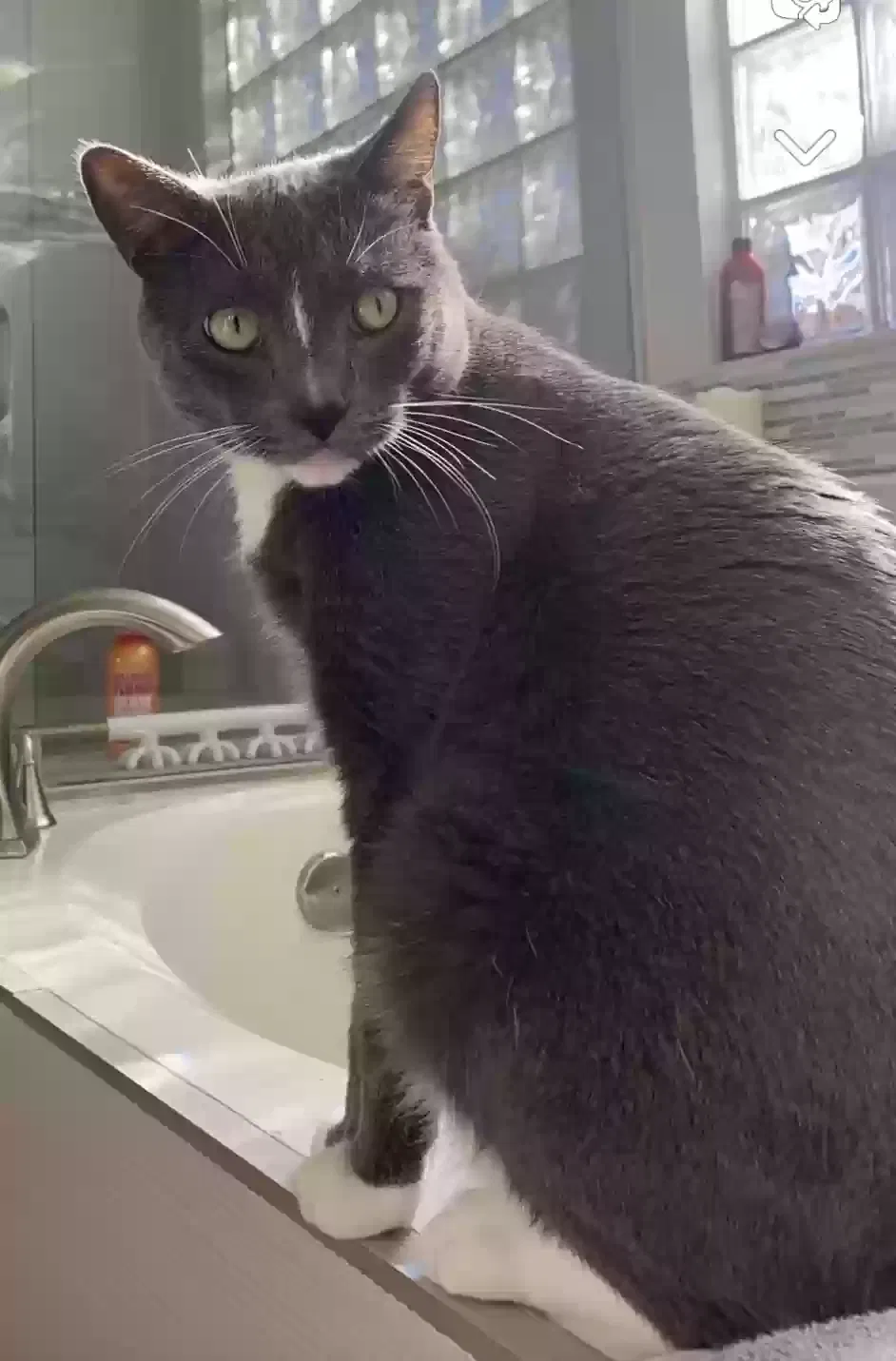 Lost cat in Mesa, AZ, 85207