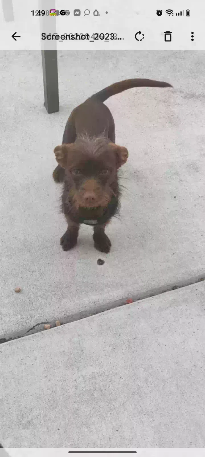 Lost dog in Sacramento, CA, 95834
